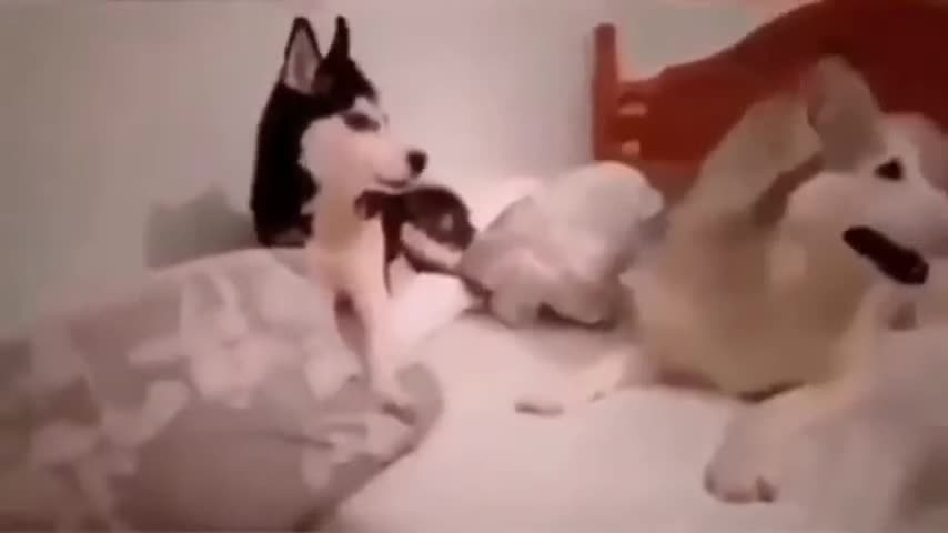 Very Funny video of two talking dogs🤭🤫😜😂happy crazy animals