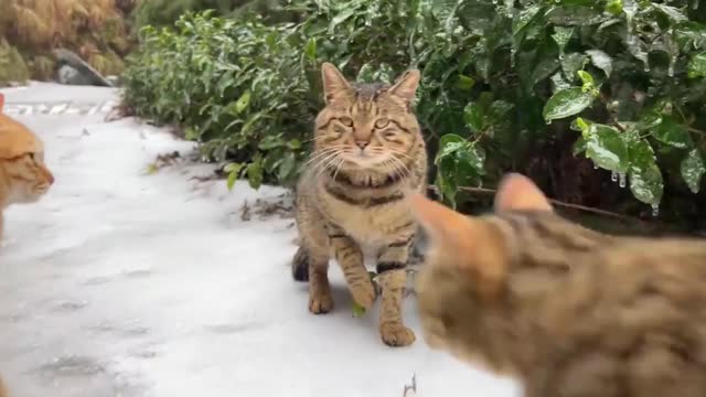 Cats in the snow