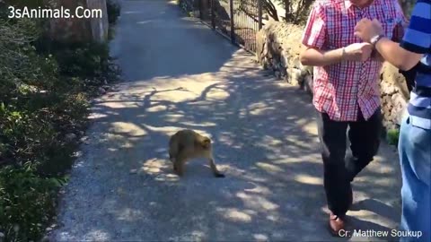 #Funny Monkeys Stealing Everything From People #lion tube