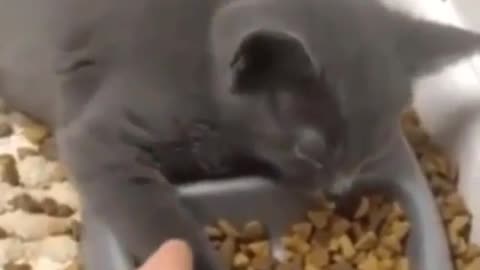 Funny and Cute Cats Videos #40 │ Gadis Sekarwangi