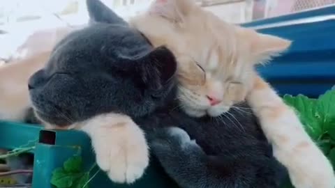 Cute Couple chilling out