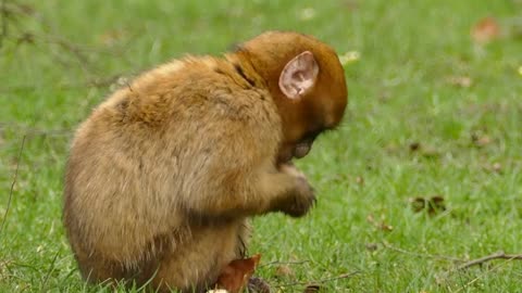 Cute monkey drops his food | baby monkey | monkey eating