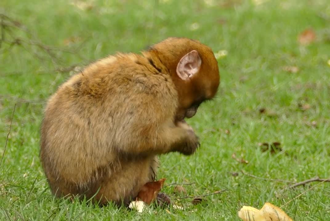 Cute monkey drops his food | baby monkey | monkey eating