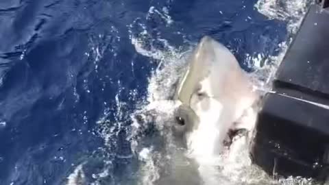 Interesting Shark 10