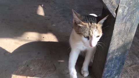 Lovely cat,cute cat ,Pakistani cat