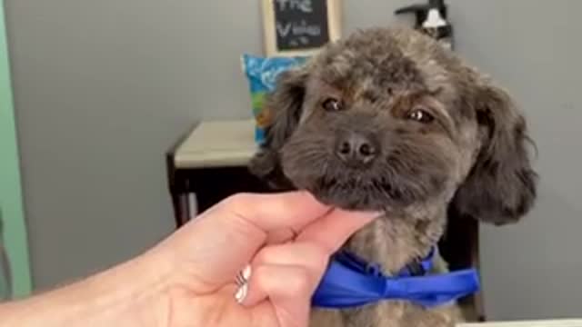 Take Me To The BarberShop #dogs