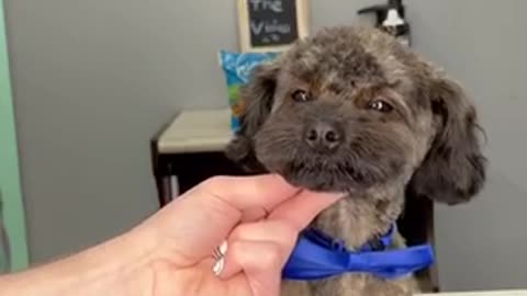 Take Me To The BarberShop #dogs