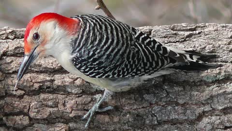 Bird Soun
