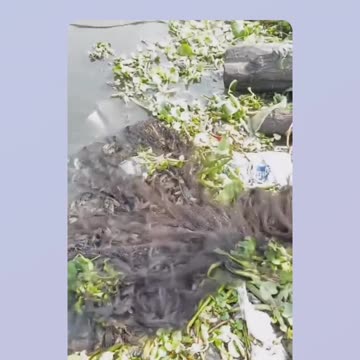 Fishing on the Gangis River... Be surprised by the trawler