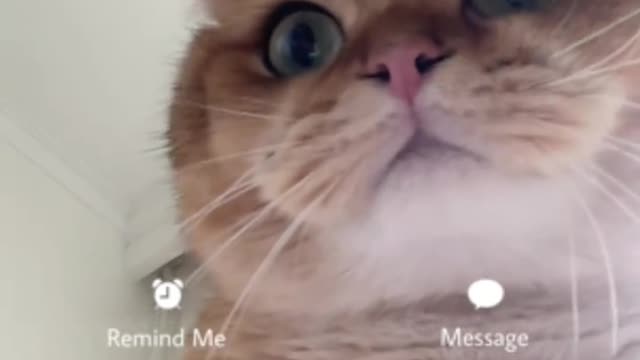 The kitten invites you to make a video call, please accept your big face and repair the cat