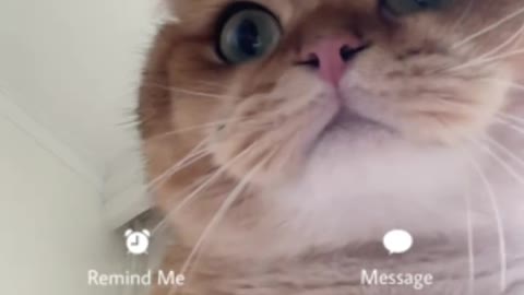 The kitten invites you to make a video call, please accept your big face and repair the cat