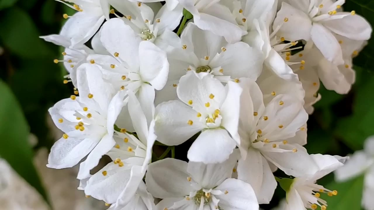 Slender Deutzia Flowers in Spring 2023