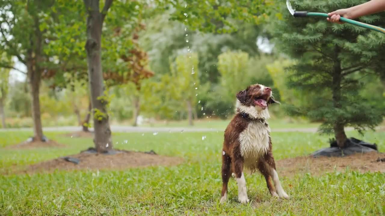 Adorable dog playing garden hose🤗