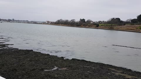 On a pier. Sound of aquatic birds.