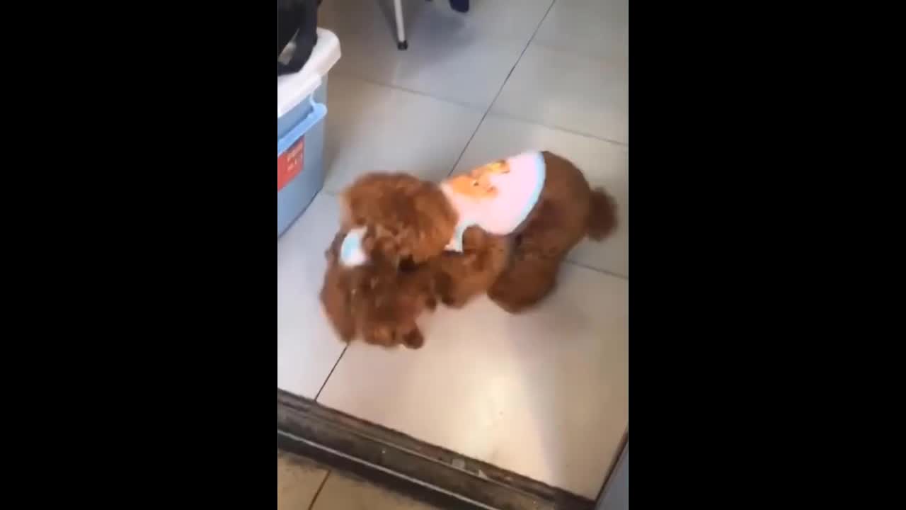 Dog care for his little brother.