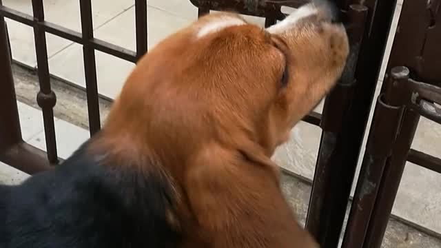 Beagle Outsmarts Gate