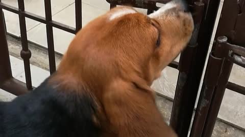 Beagle Outsmarts Gate