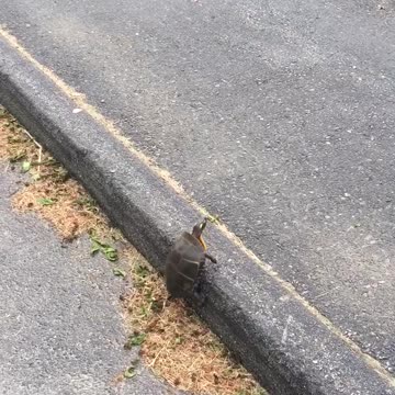Girl On Scooter Races Turtle Until The Turtle Tries To Climb A Street Curb