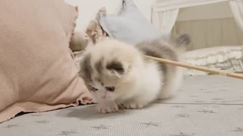 Cute Kitten Videos Compilation