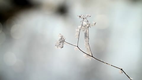 Beautiful white flowers