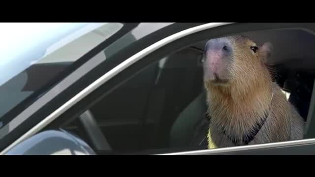 ok capybara pulled up again