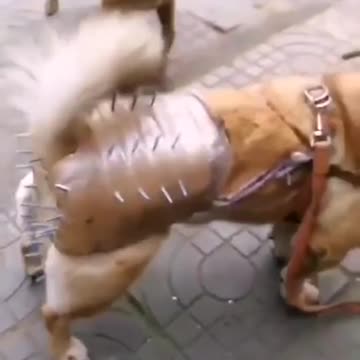 Сhastity belt for dogs
