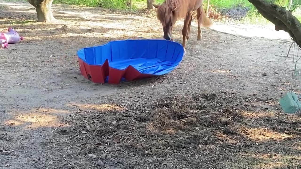 Horse Plays With Pool