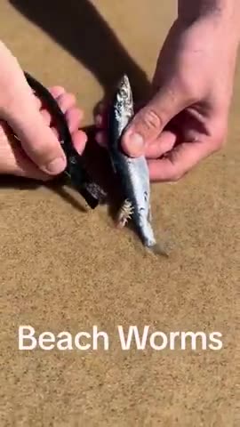 So this is lurking under the sand at the beach？