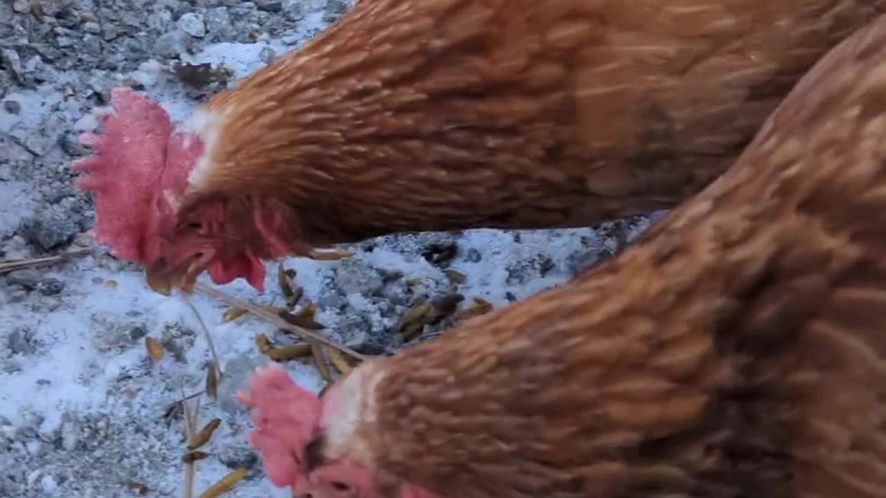 Ice with chicken looks beautiful ❤️❤️❤️