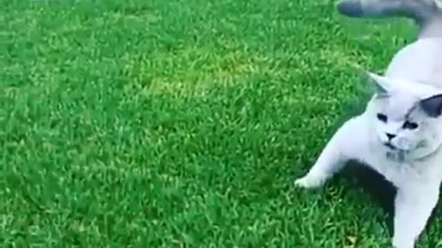 Funny Videos Of Cats And Dogs 2020 - Funny Cat And Dog Videos Try Not To Laugh 2020 (2)