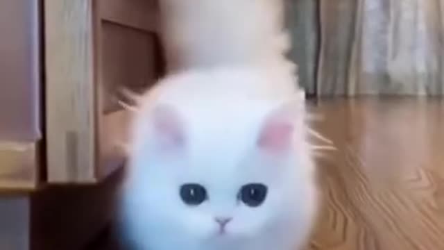 Cute baby cat