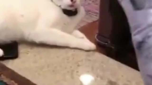 thise is cat video sonny cat video