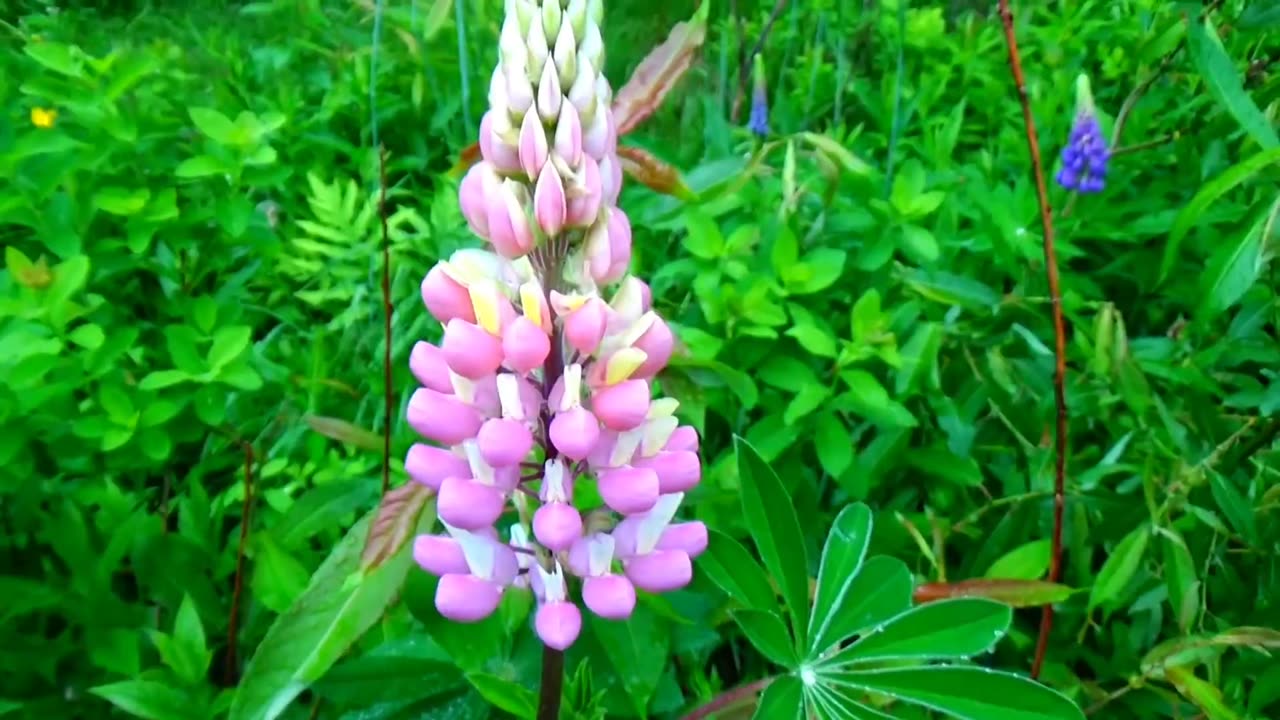 Lupine