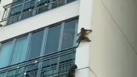 Mischievous funny monkey