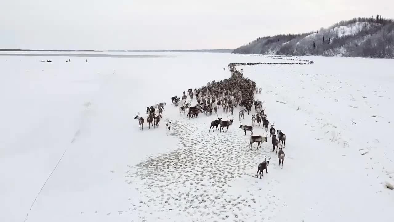 Driving deer to a new pasture