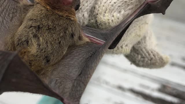 Is the bat causing the Covid19 pandemic?. 02
