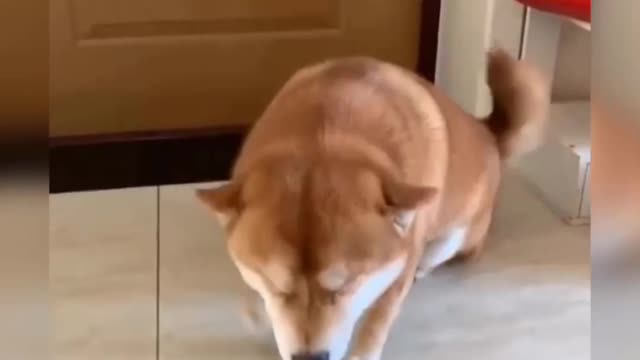 Dog Comedy Video Dog Funny video Part23 #DagShort #DogVideo