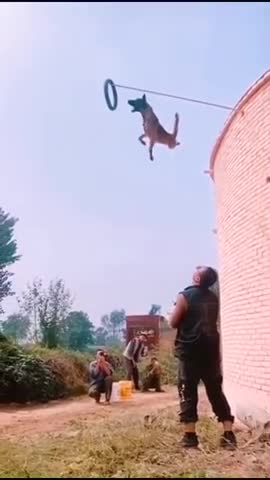 Dogs That Fly - Malinois & Alsatian Dogs Show Their Jumping Agility #Shorts