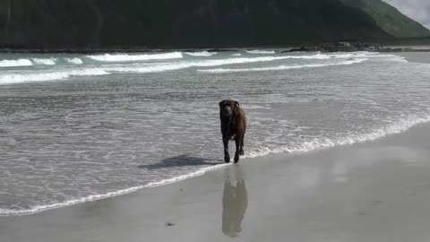 A Labrador enjoying the beach