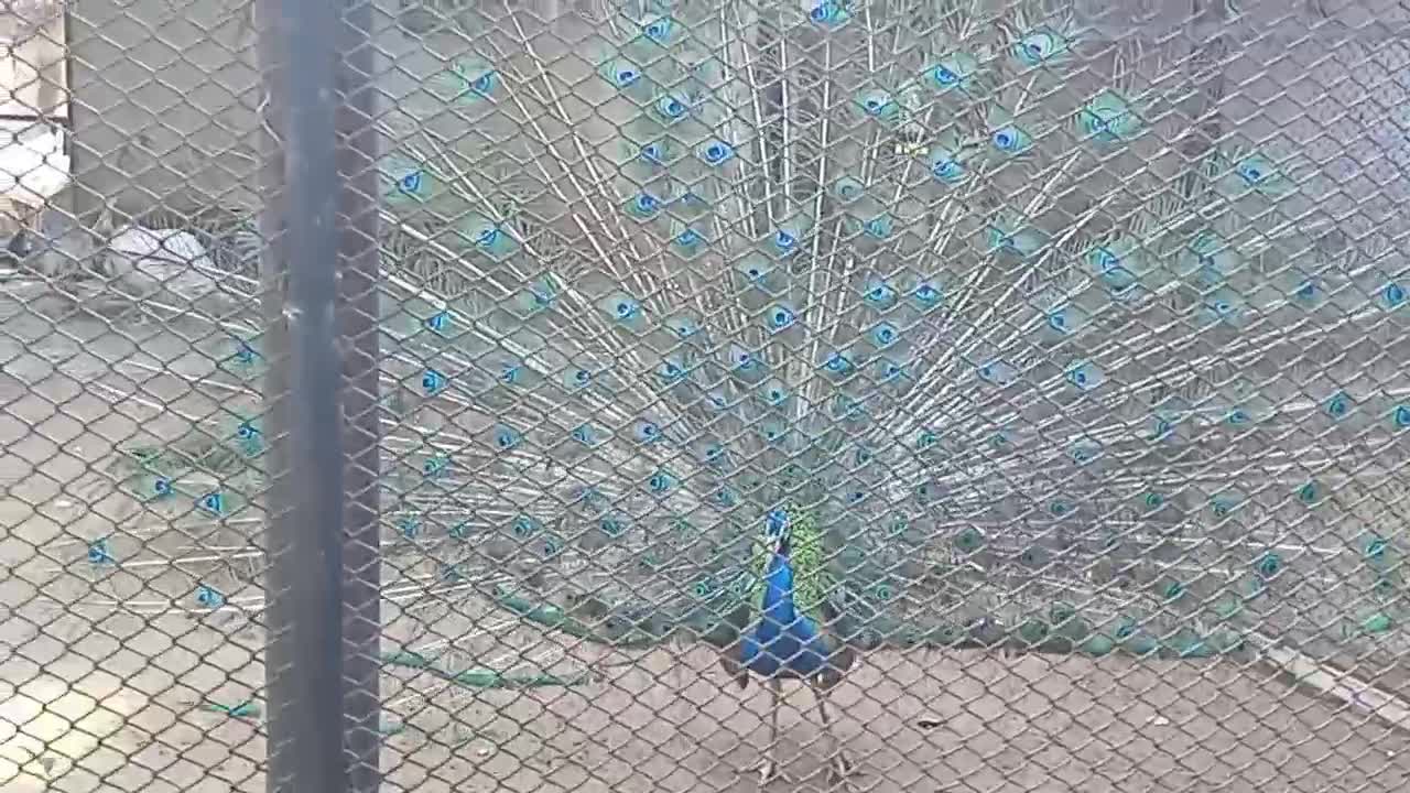 Peacock dance