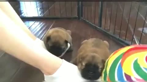 Chow Chow Chow's chin rests on the owner's feet to sleep