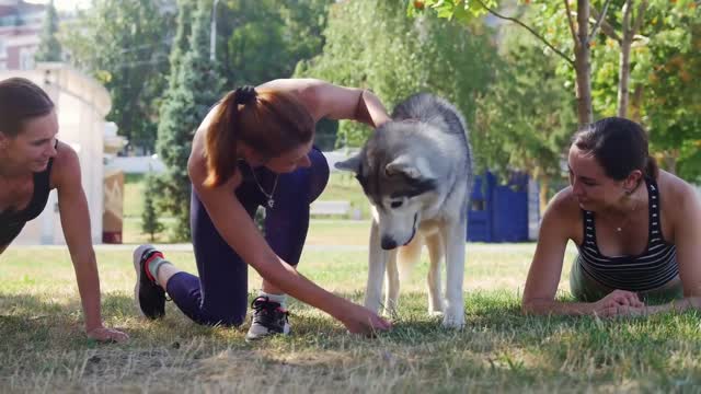 Basic dog training - Top ten essential commands every dog should know