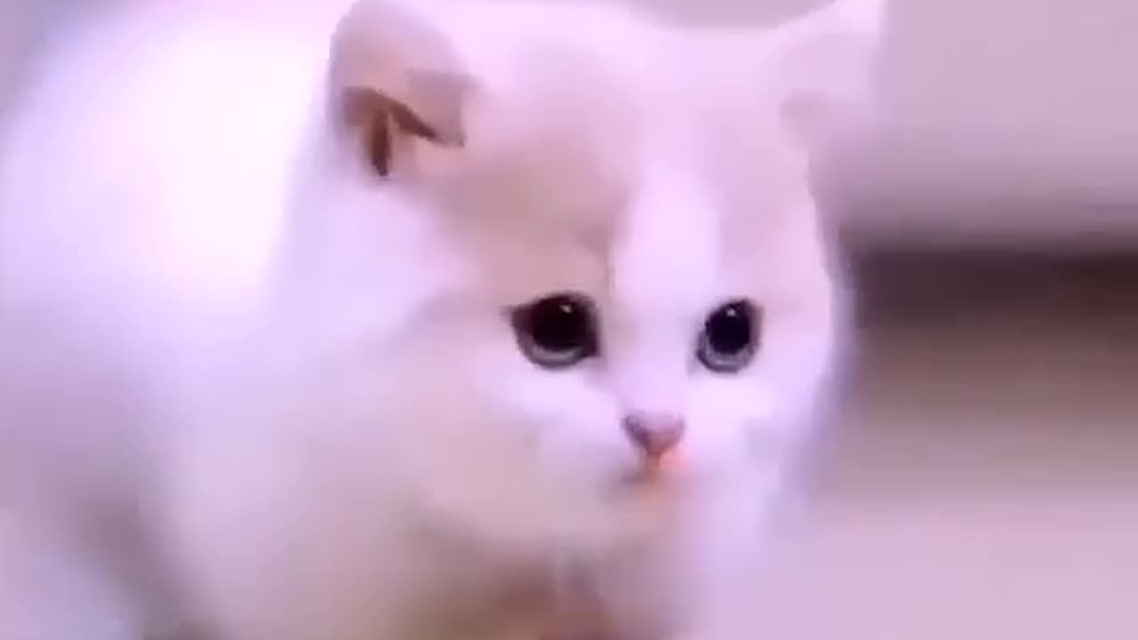 🥰Cutest Cat