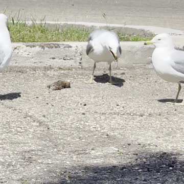 Seagulls compete on food