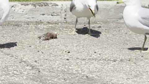 Seagulls compete on food