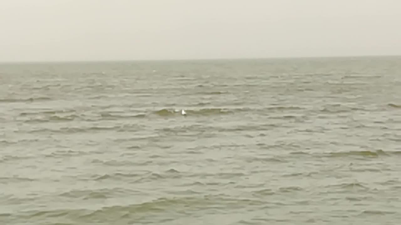 White Birds Swim On Qarun Lake Water Surface