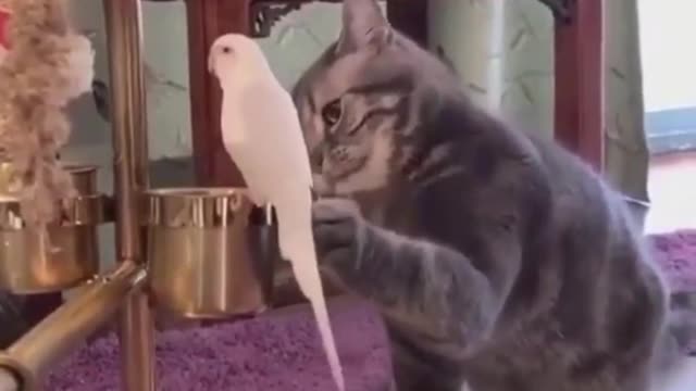 what will happen between the bird and the kitten?