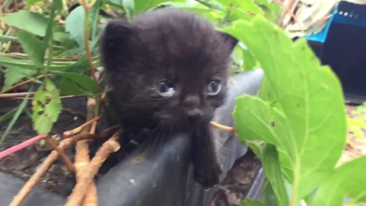 Black Kitten