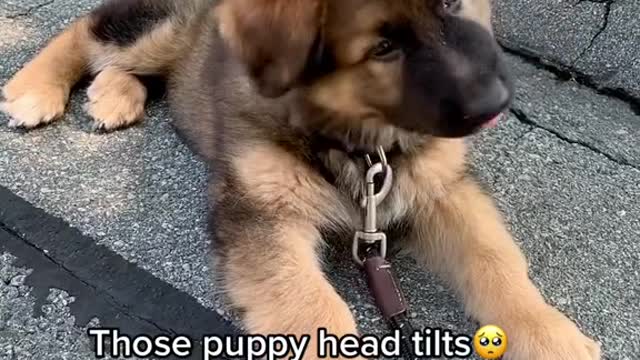 This puppy head tilt