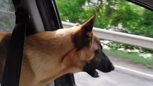 Dog tries to eat cars that pass by